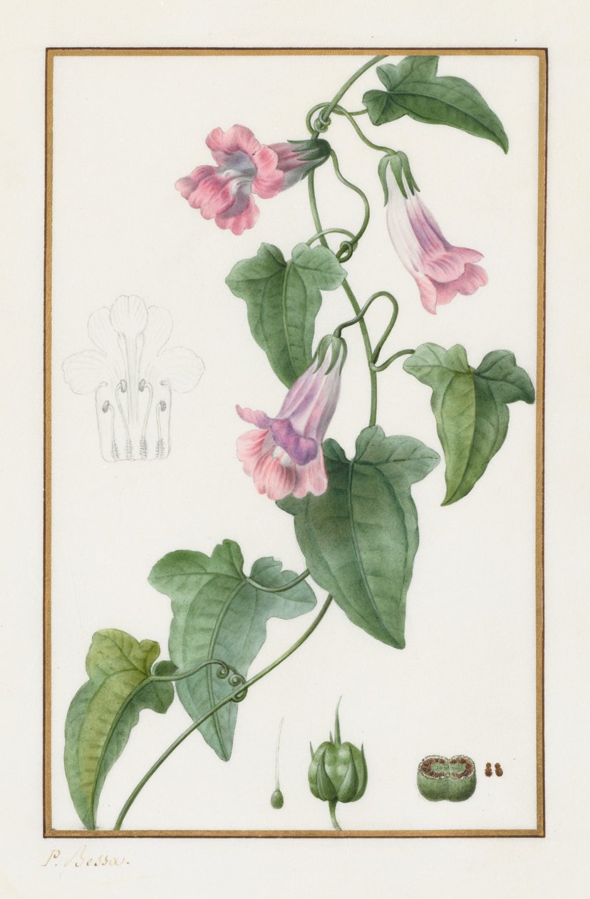 (Botaniczny: Maurándia semperflorens) autorstwa Pancrace Bessa