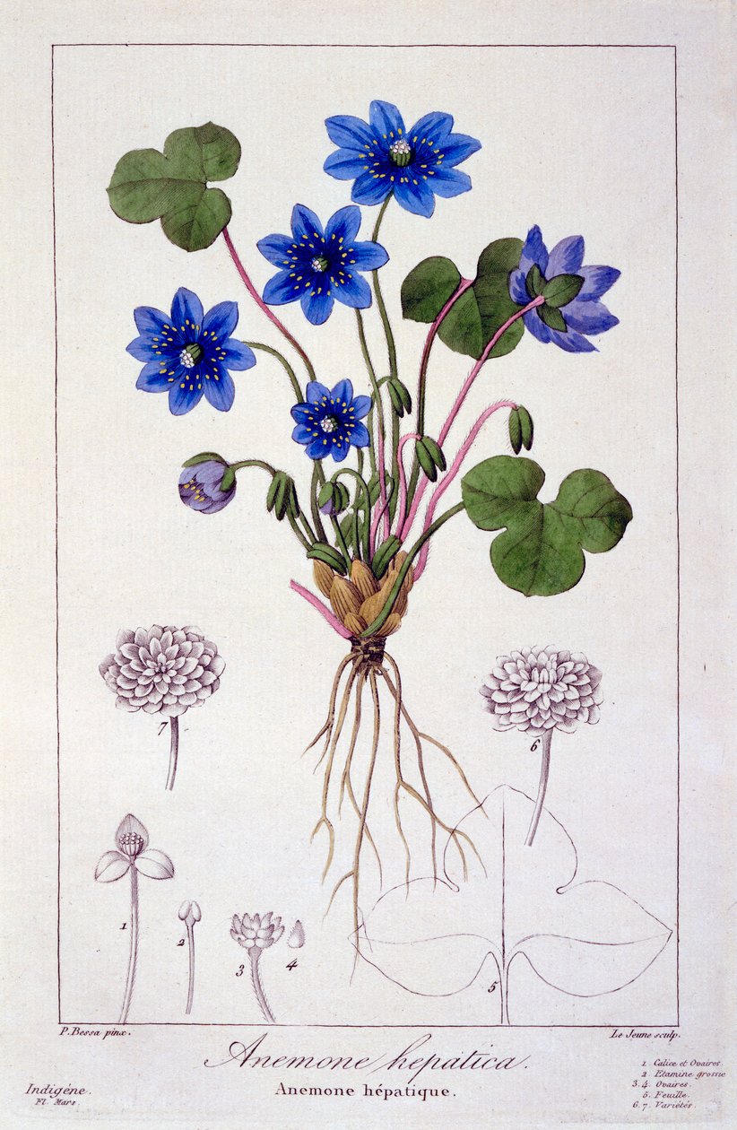 Hepatica nobilis, 1836 (rycina ręcznie kolorowana) autorstwa Pancrace Bessa