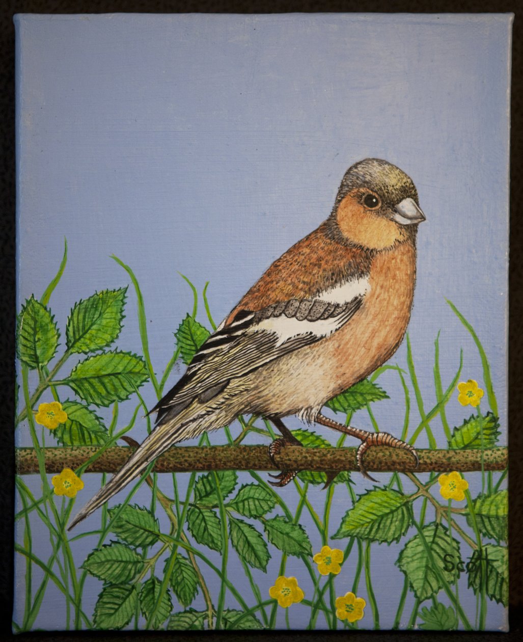 Zięba, 2016 r. autorstwa Pat Scott
