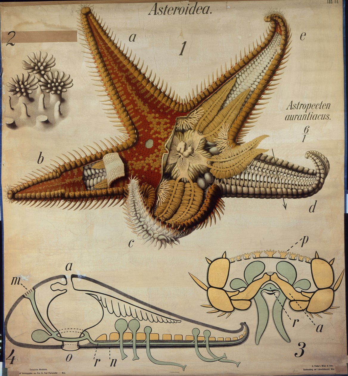 Astropecten, nr 11, Zoologiczna mapa ścienna Pfurtschellera autorstwa Paul Pfurtscheller