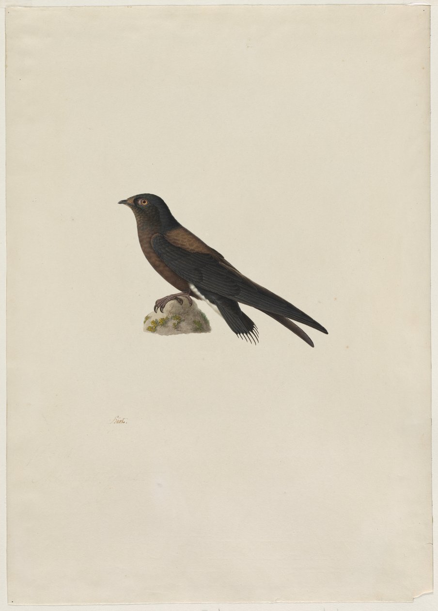 Jerzyk iglasty (Hirundapus caudacutus) autorstwa Paul Huet