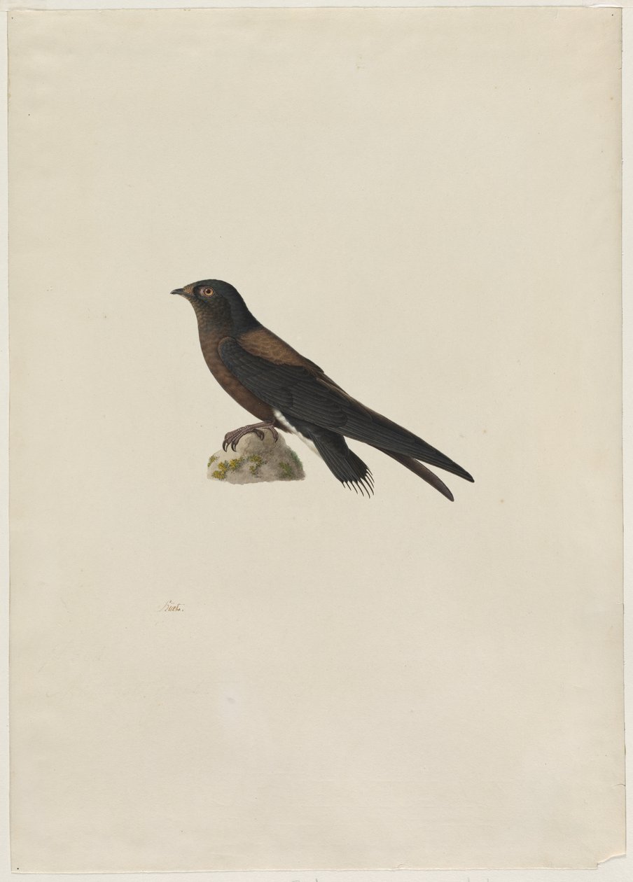 Jerzyk iglasty Hirundapus caudacutus, XIX wiek. autorstwa Paul Huet