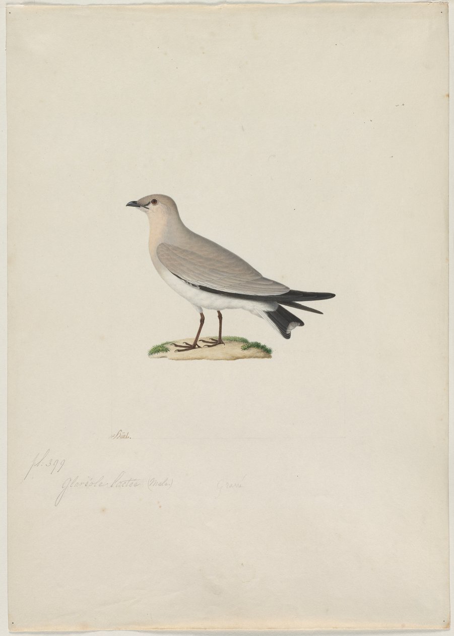 Mały Pratincole Glareola lactea, XIX wiek. autorstwa Paul Huet