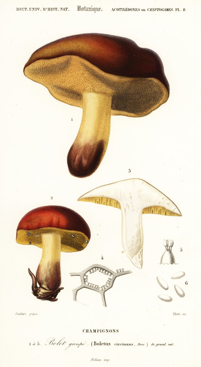 Borowik, Boletus circinans.,1849 (grawerowanie) autorstwa Paul Louis Oudart