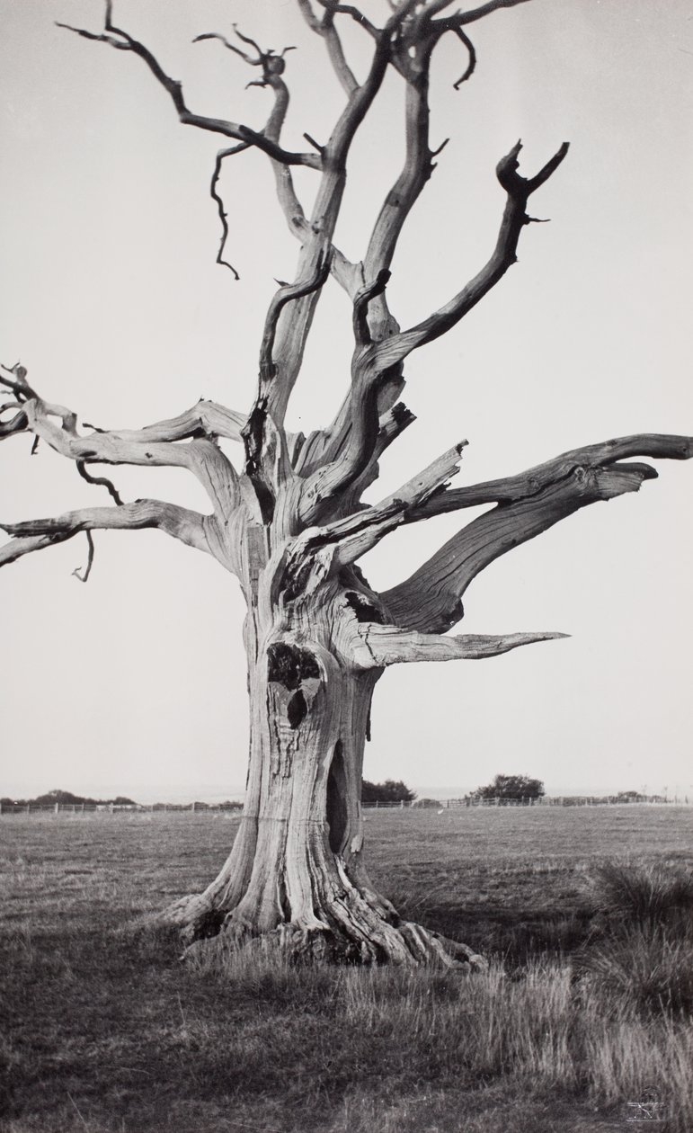Martwe drzewo, Romney Marsh autorstwa Paul Nash