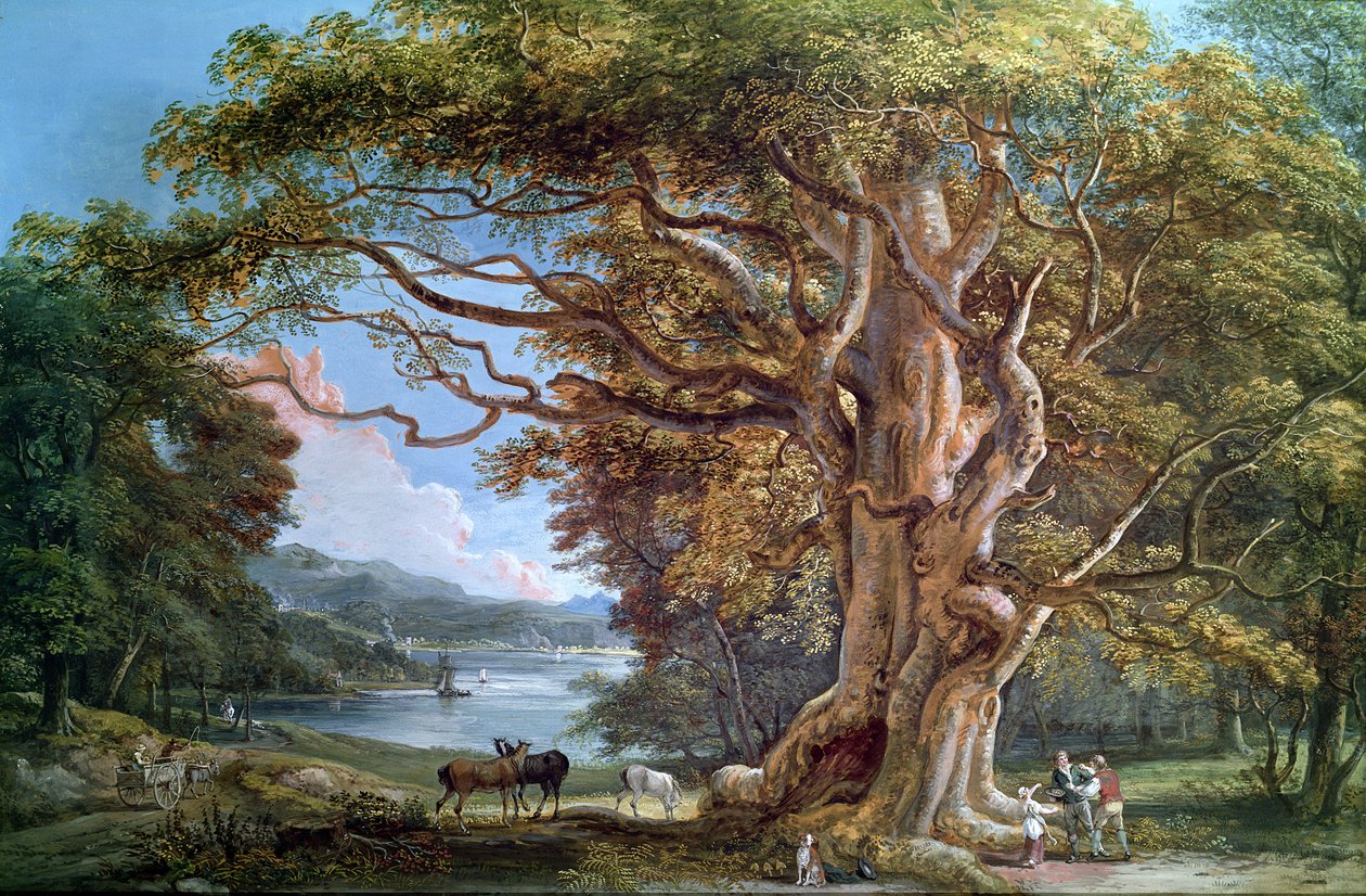 Starożytny buk, 1794 autorstwa Paul Sandby
