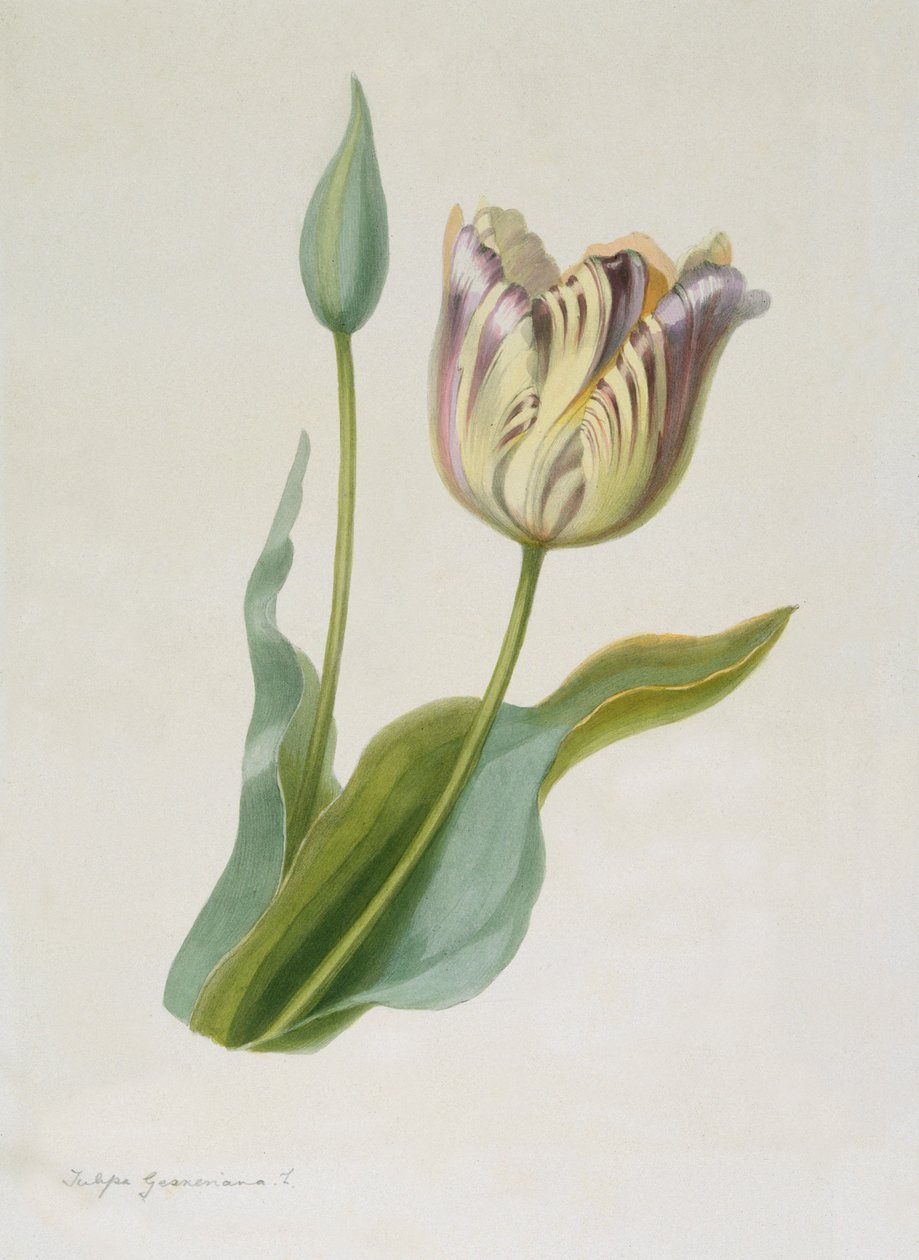 Tulipa, Tulipan, ok. 1840-1880. autorstwa Pauline Girardin