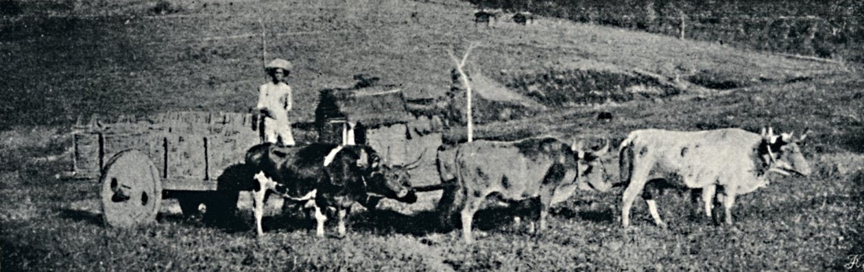 „Wózek wołowy”, 1895 r. autorstwa Paulo Sack