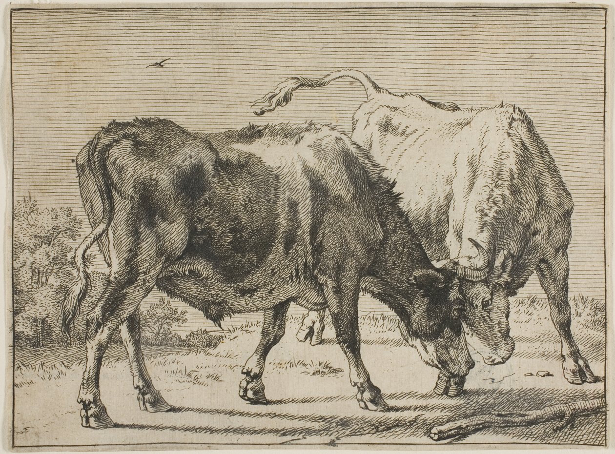 Walka dwóch byków autorstwa Paulus Potter
