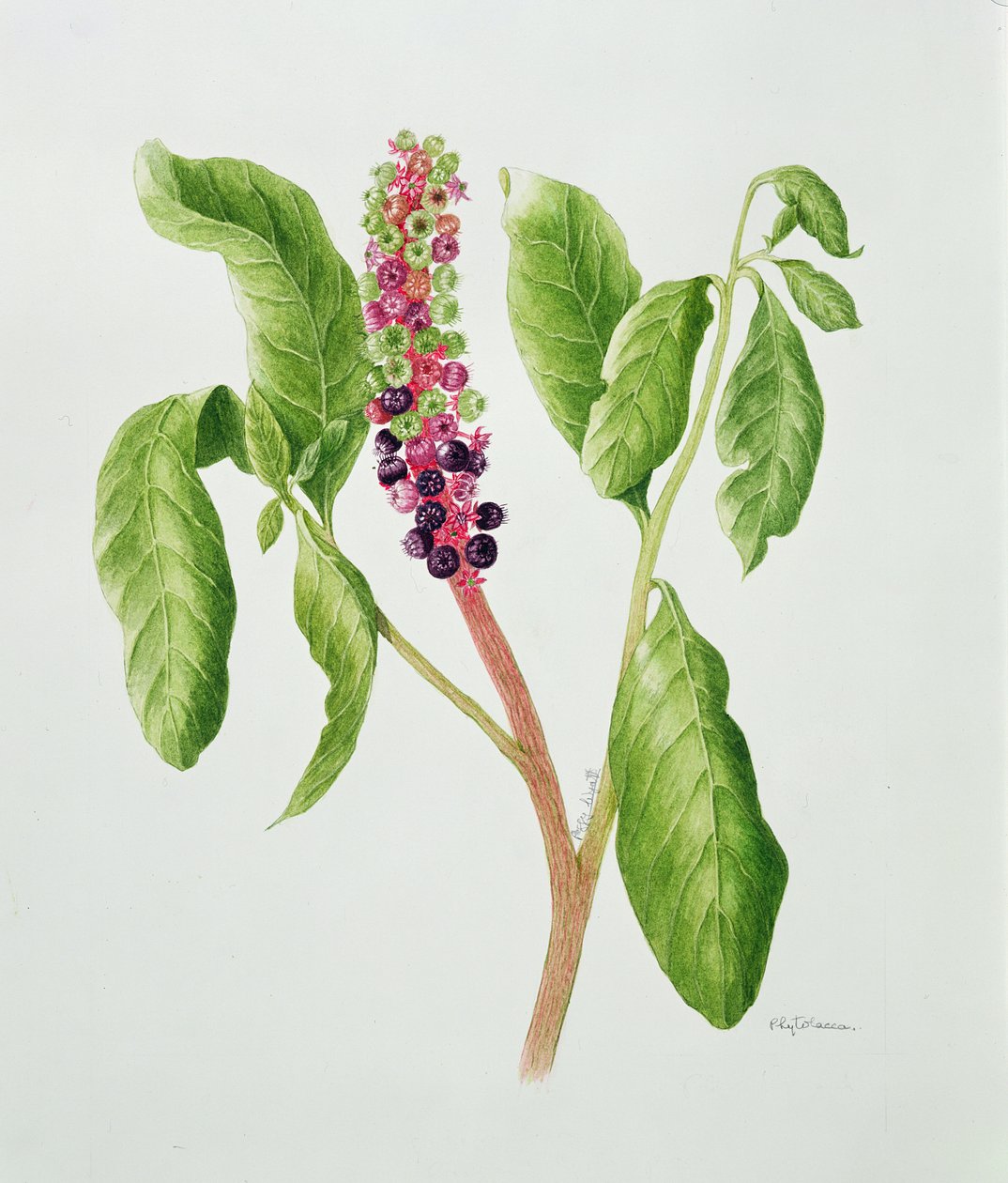 Phytolacca (akwarela) autorstwa Peggy Wyatt