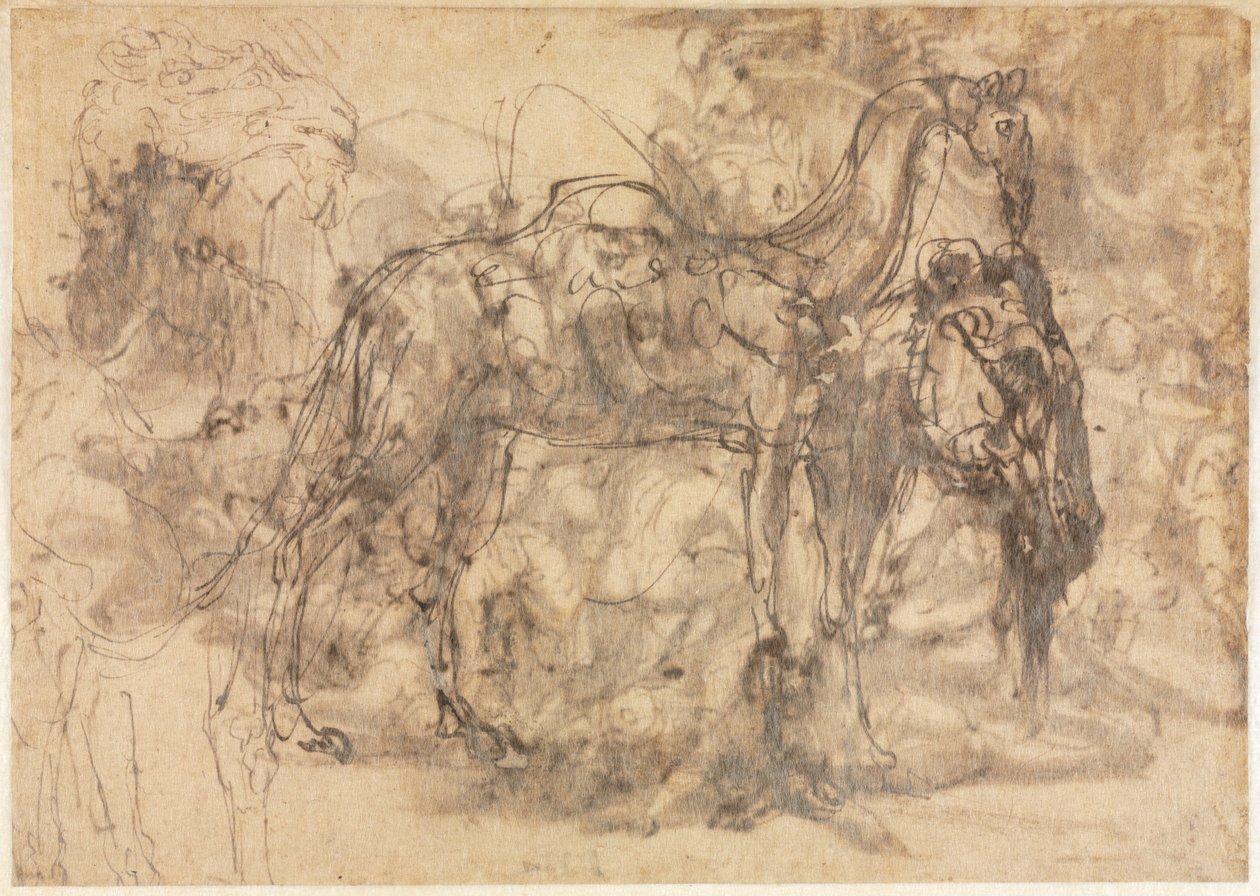 Szkice zwierząt verso, c. 154547. autorstwa Perino del Vaga