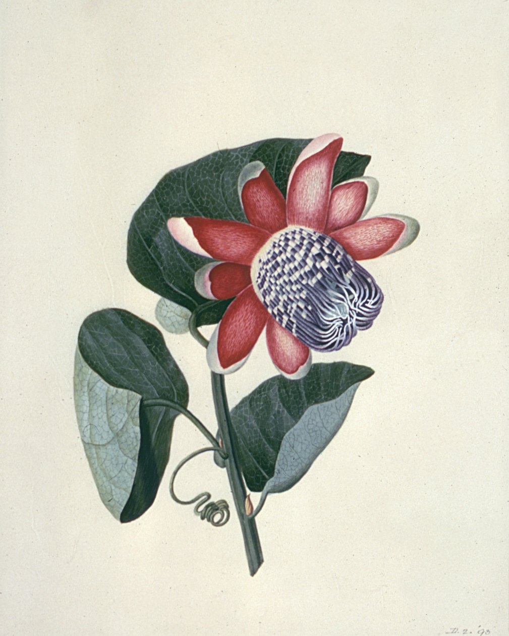 Studia kwiatowe, XVIII wiek autorstwa Peter Brown