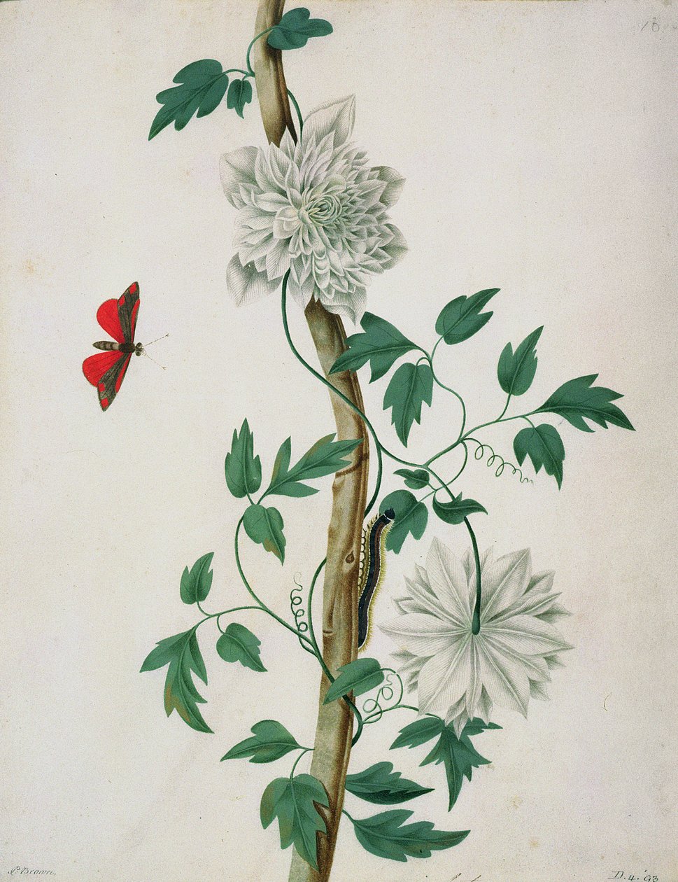 Studia kwiatowe, XVIII w. (akwarela) autorstwa Peter Brown