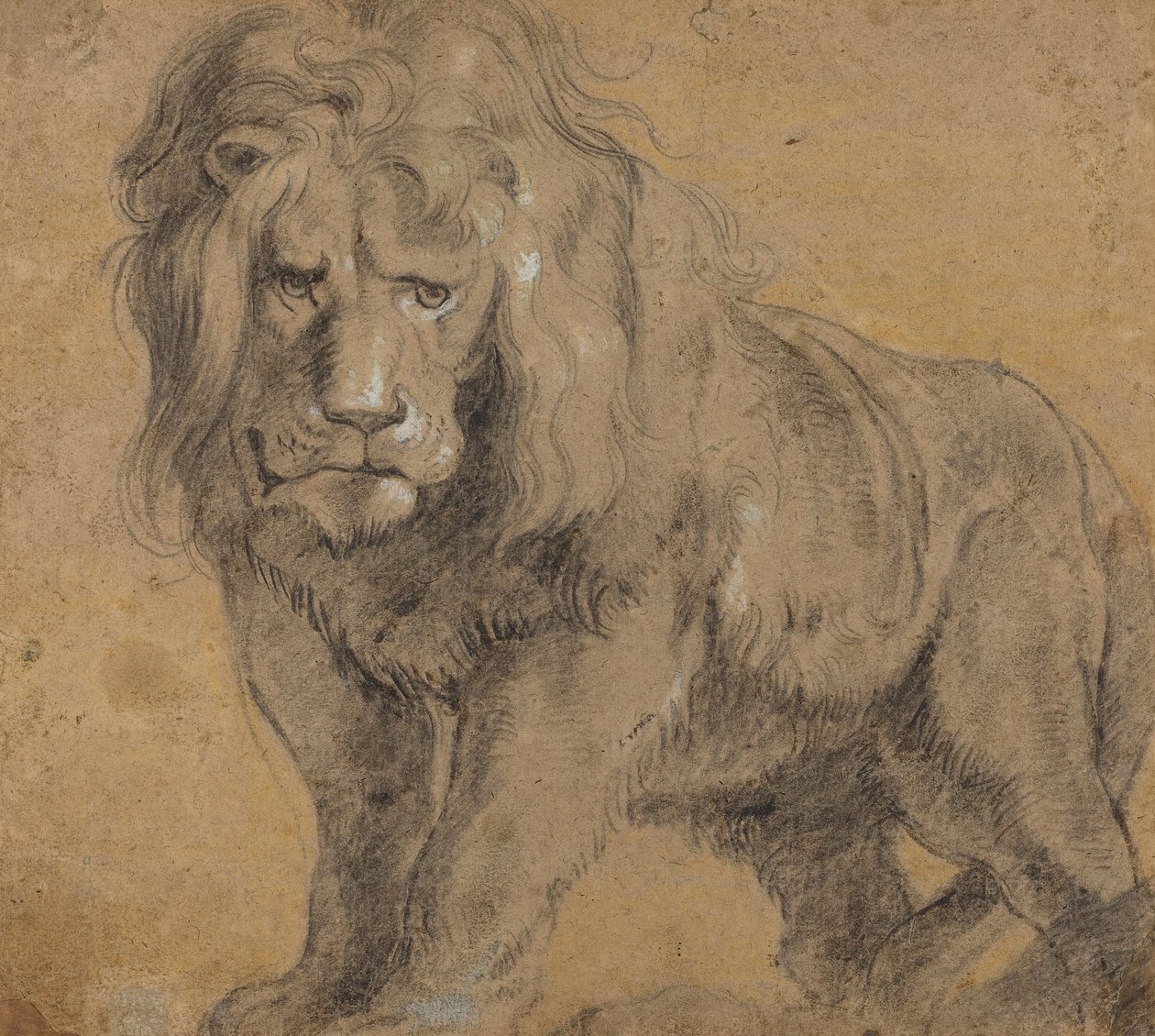 Lew autorstwa Peter Paul Rubens