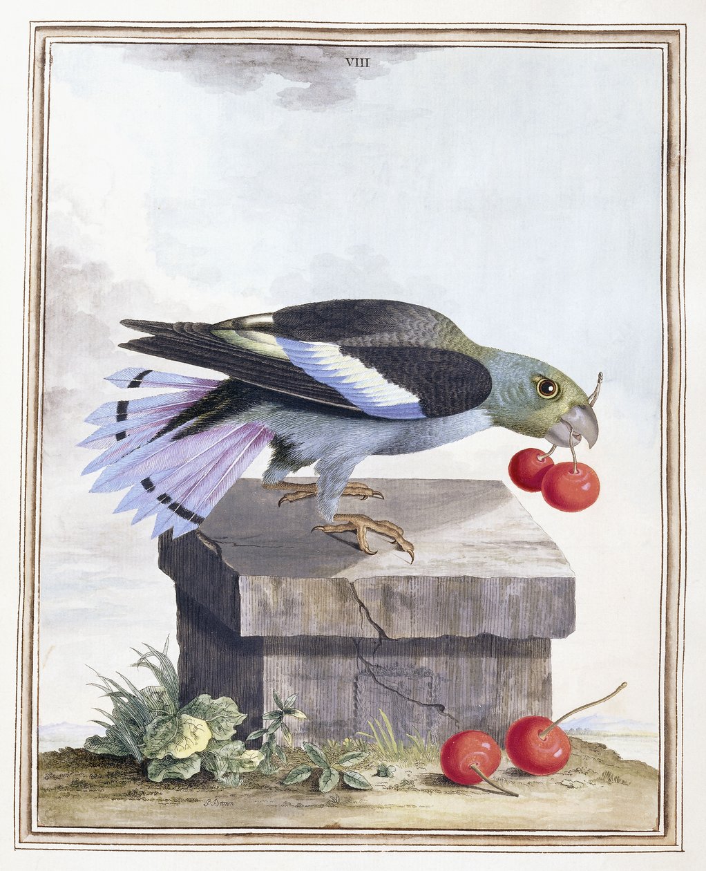 Płyta VIII autorstwa Peter Brown