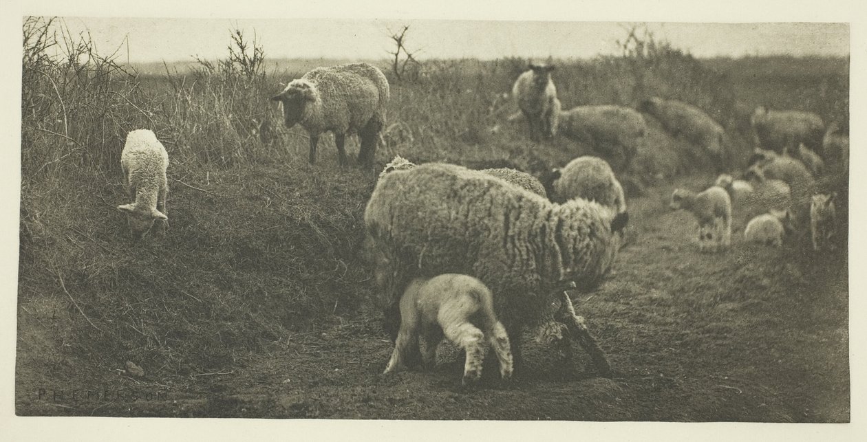 Marsz duszpasterski (Suffolk) autorstwa Peter Henry Emerson