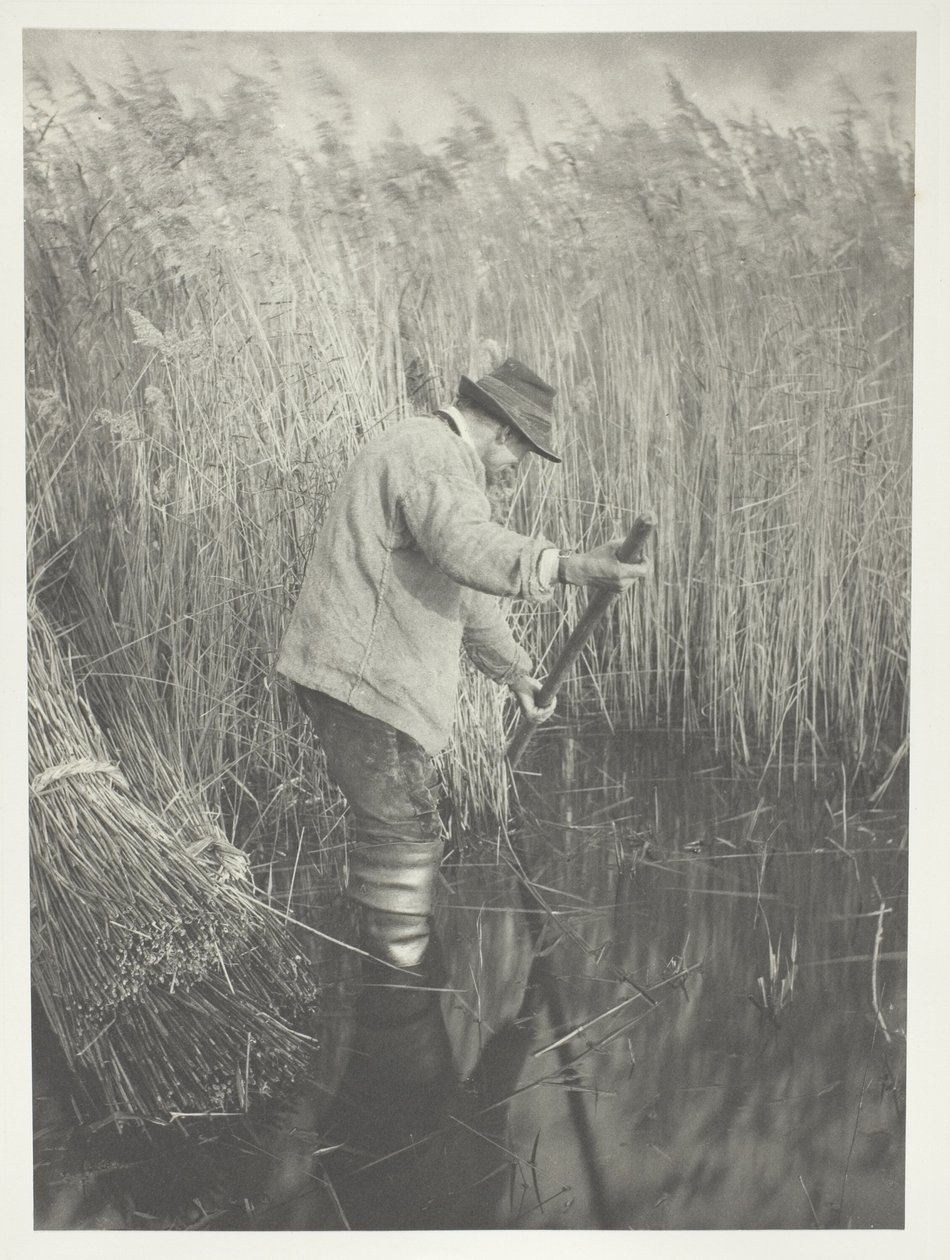 Obcinacz trzciny w pracy autorstwa Peter Henry Emerson