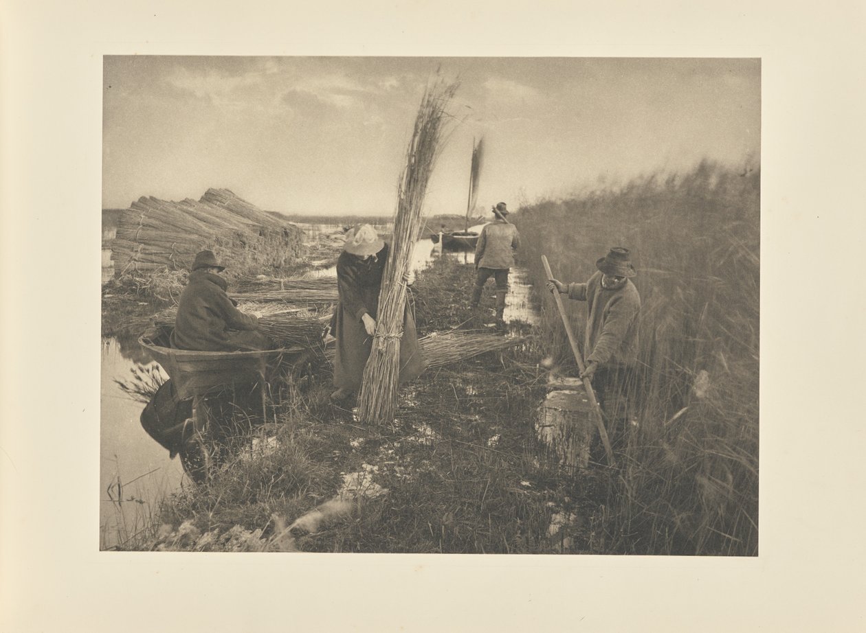 Podczas zbiorów trzciny autorstwa Peter Henry Emerson