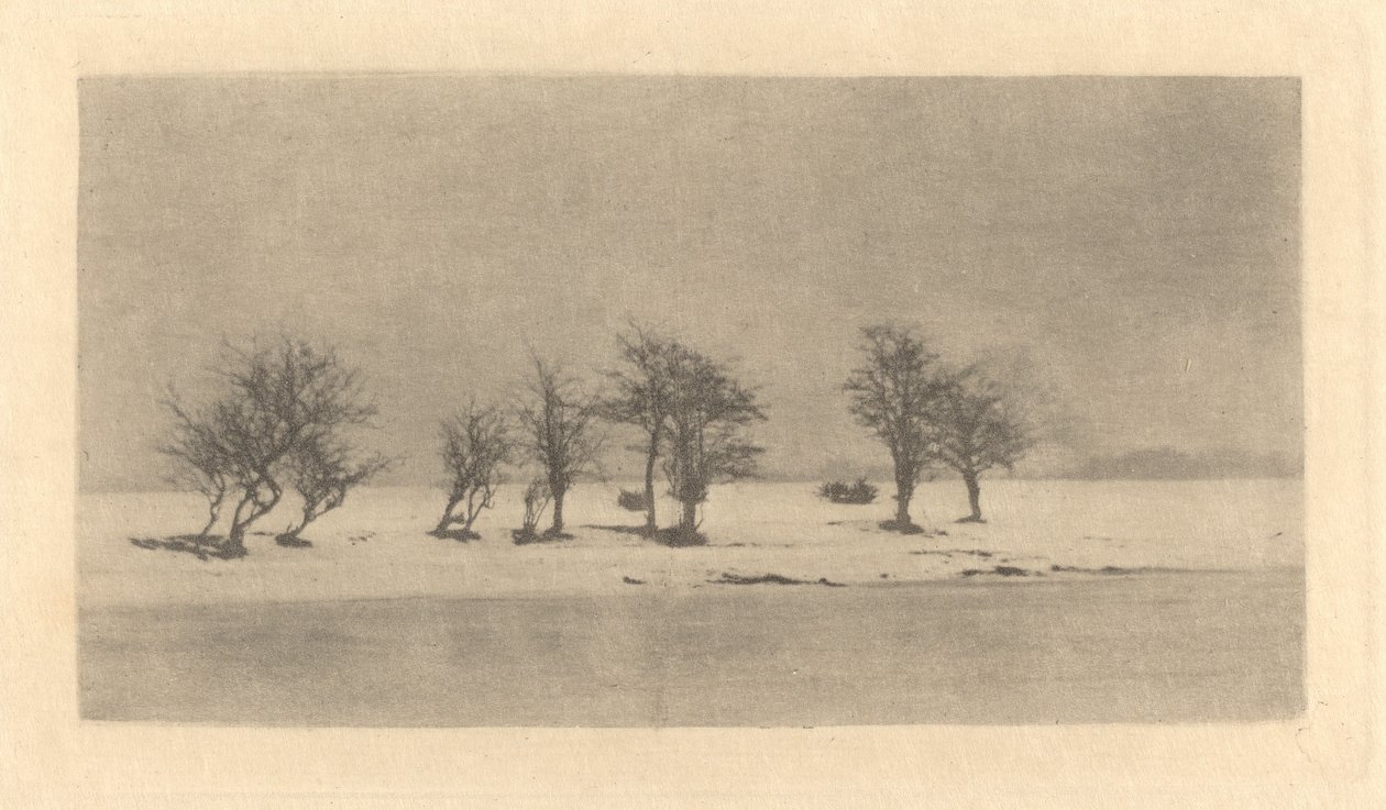 Sękate Ciernie autorstwa Peter Henry Emerson