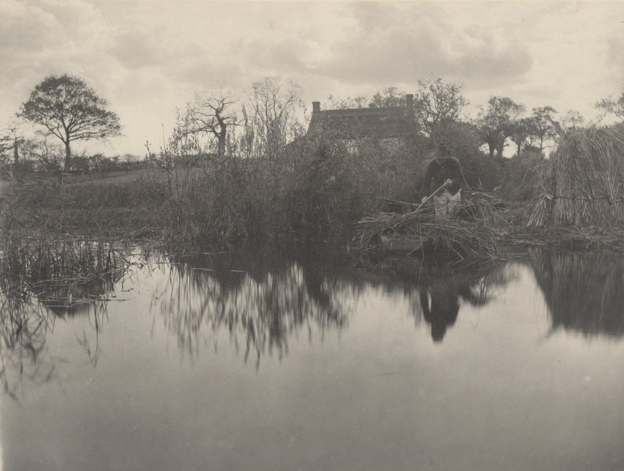 Quanting the Gladdon, 1886 (zdjęcie) autorstwa Peter Henry Emerson