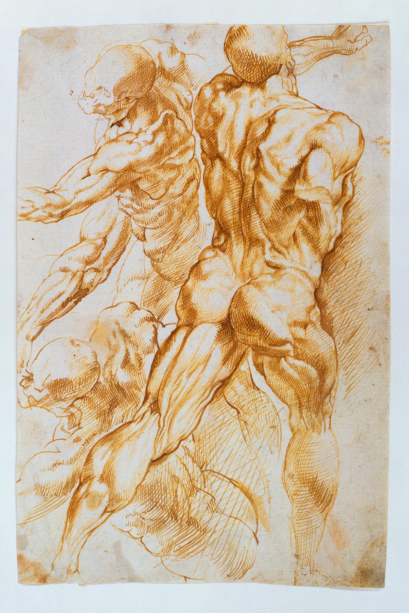 Badania anatomiczne: Akty w walce autorstwa Peter Paul Rubens