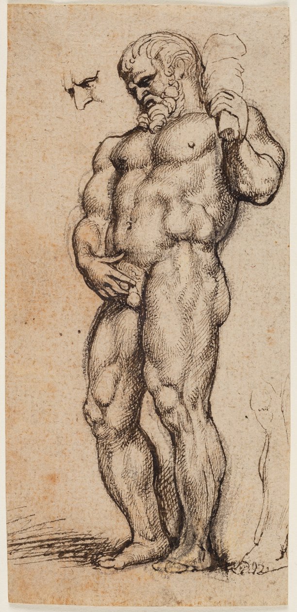Herkules autorstwa Peter Paul Rubens
