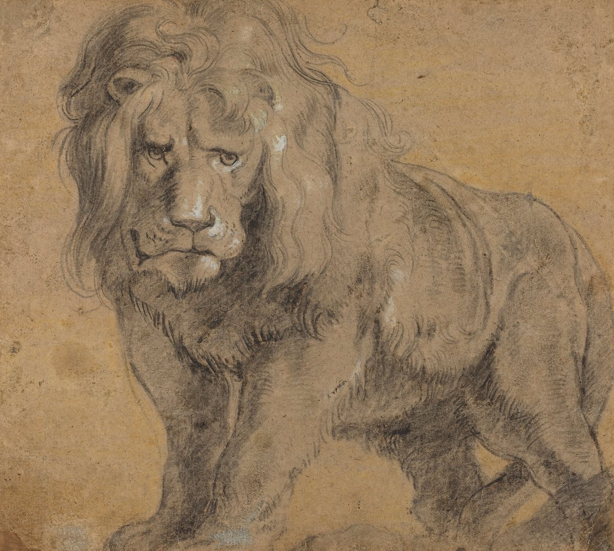 Lew, ok. 1612-13 (czarna kreda na papierze) autorstwa Peter Paul Rubens