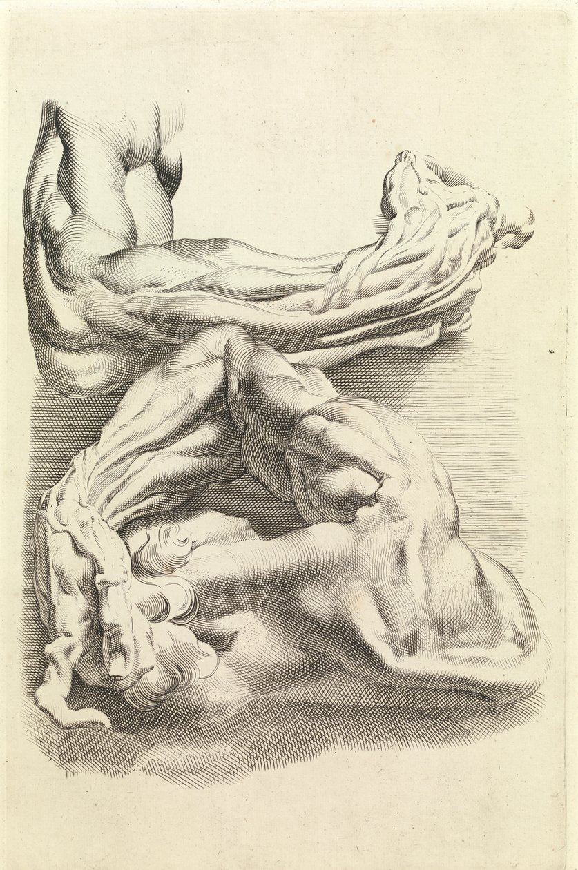 Mięśnie (grawerowanie) autorstwa Peter Paul Rubens