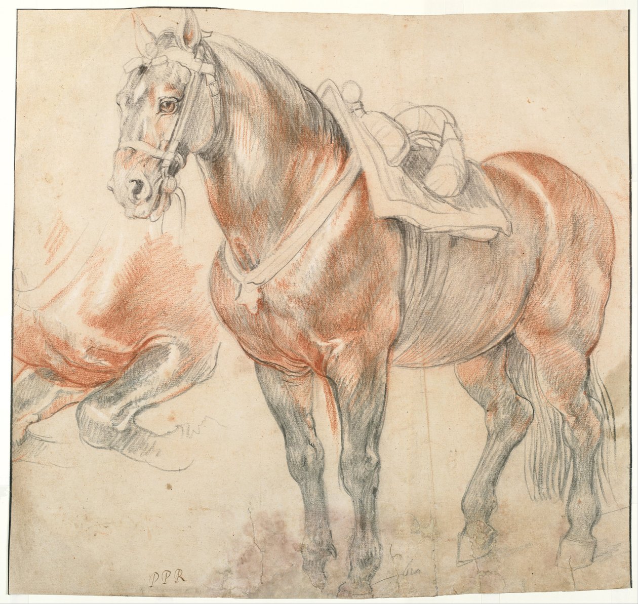 Osiodłany Koń, ok. 1616-1618 autorstwa Peter Paul Rubens