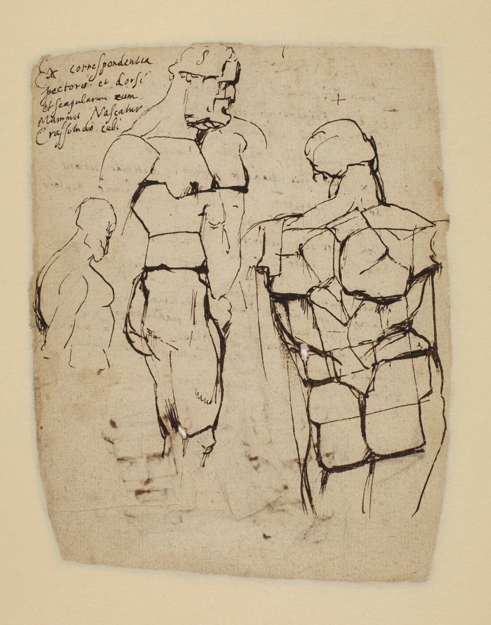 Studium Herkulesa Farnese autorstwa Peter Paul Rubens
