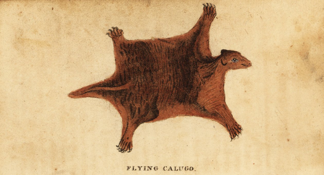 Filipiński latający lemur , Cynocephalus volans., 1800 (rycina) autorstwa Peter Simon Pallas