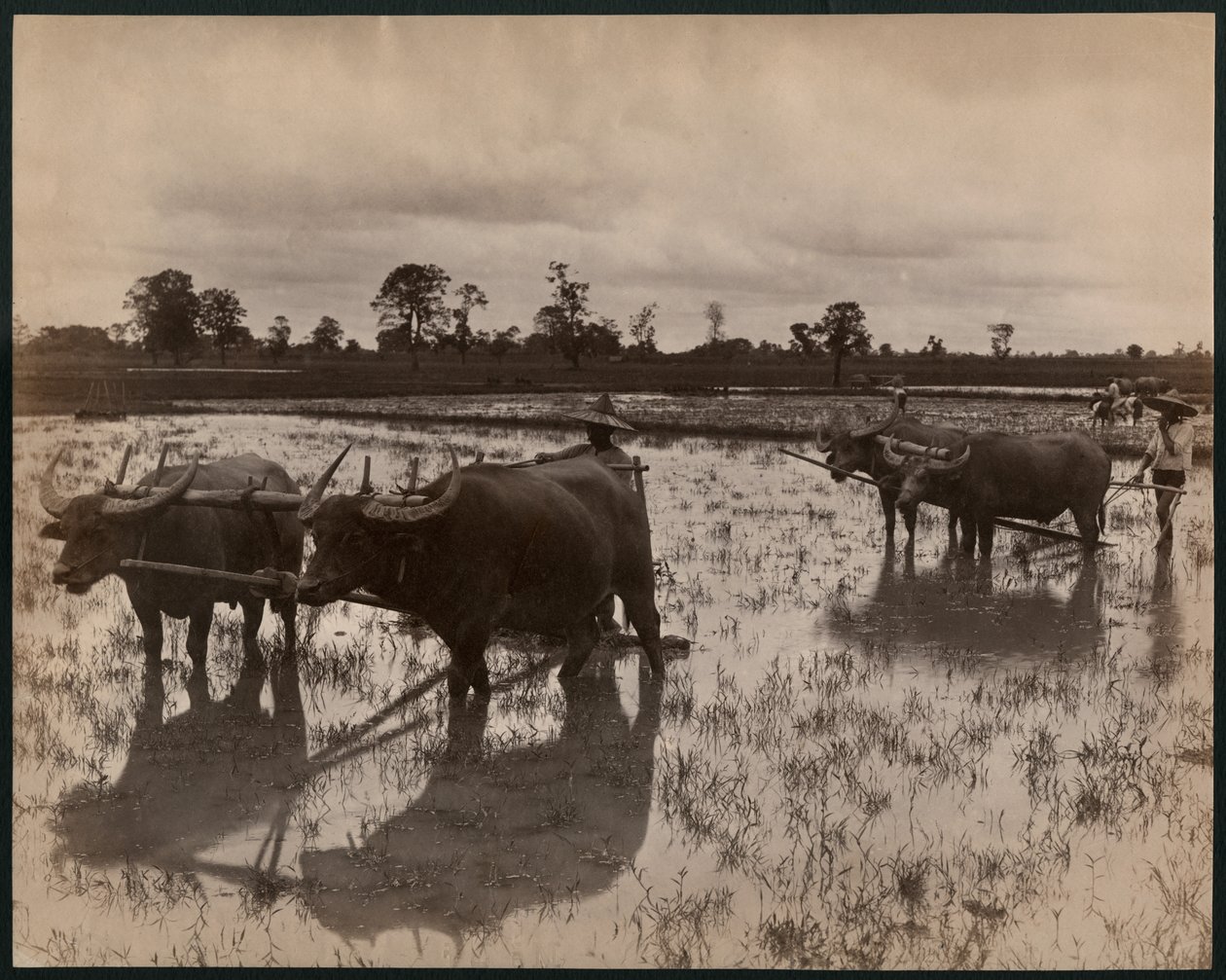Praca na roli, ok.1880 (druk albumowy) autorstwa Philip Adolphe Klier