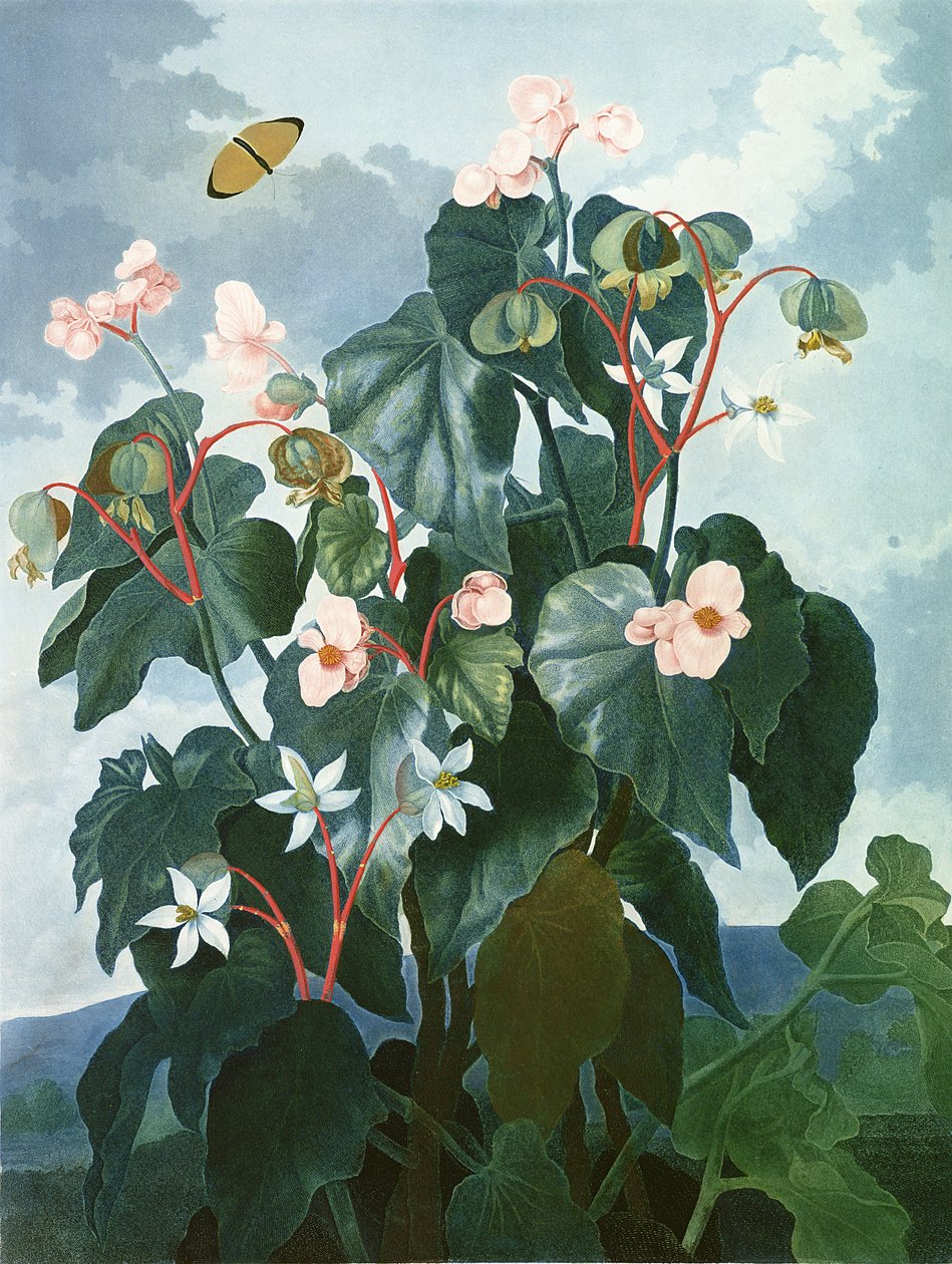 Begonia oblique-leaved, wyryte przez Caldwell, z "The Temple of Flora" Robert Thornton, pub. 1800 autorstwa Philip Reinagle