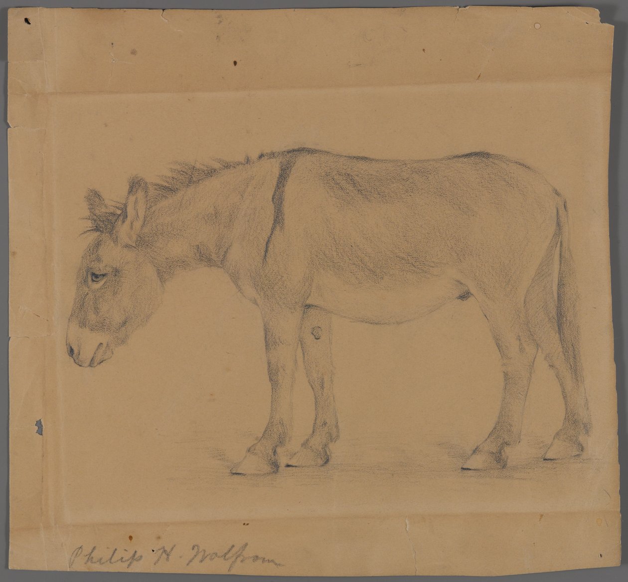 Osioł (grafit na papierze) autorstwa Philip H. Wolfrom