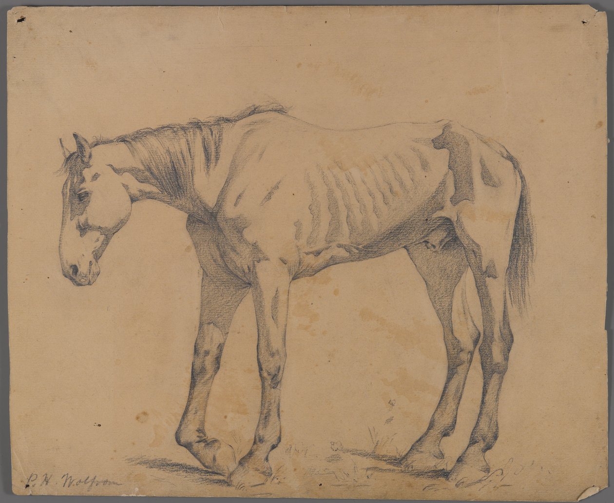 Koń (grafit na papierze) autorstwa Philip H. Wolfrom