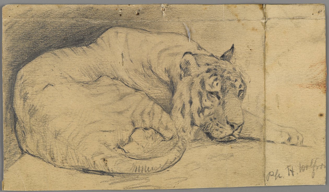 Śpiący tygrys (grafit na papierze) autorstwa Philip H. Wolfrom