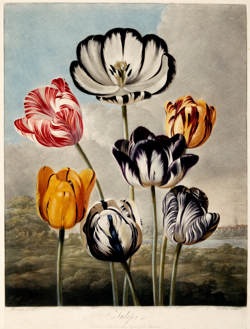 "Tulipany", 1798. autorstwa Philip Reinagle