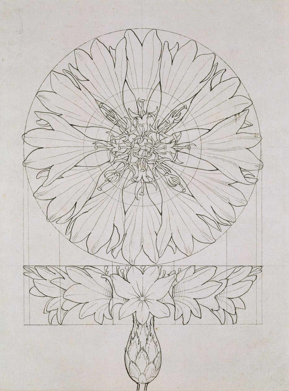Studium na chabra, 1808 (pióro i atrament na papierze) autorstwa Philipp Otto Runge
