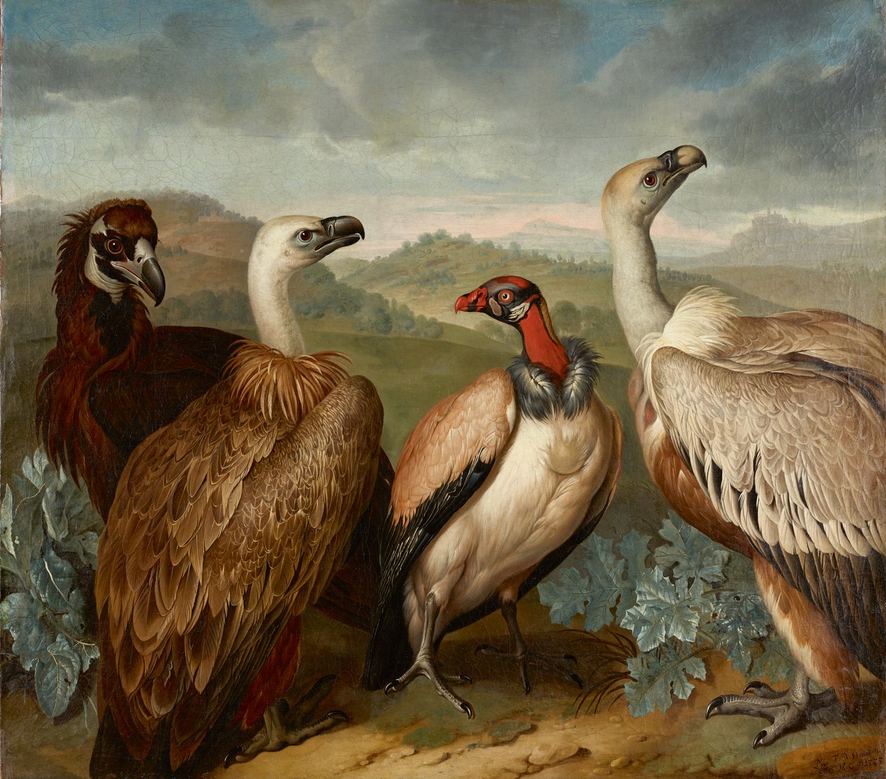 Cztery sępy różnych gatunków autorstwa Philipp Ferdinand de Hamilton