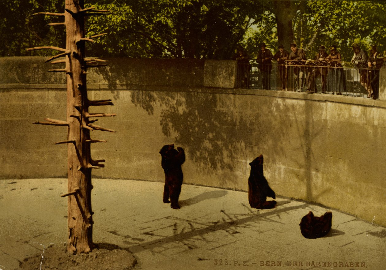 Berno. Niedźwiedzia jama. autorstwa Photochrom Zürich