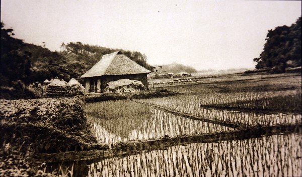 Pola ryżowe w Japonii autorstwa Photographer Japanese