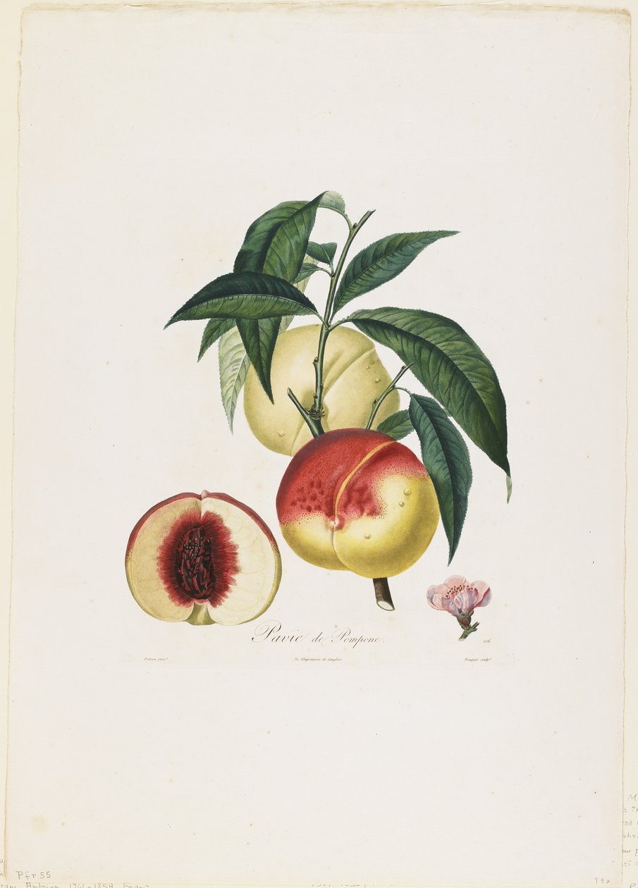 Pavie de Pompone. (Brzoskwinie), z Traite des Arbres Fruitiers, 1807-35 (rycina ręcznie kolorowana) autorstwa Pierre Antoine Poiteau