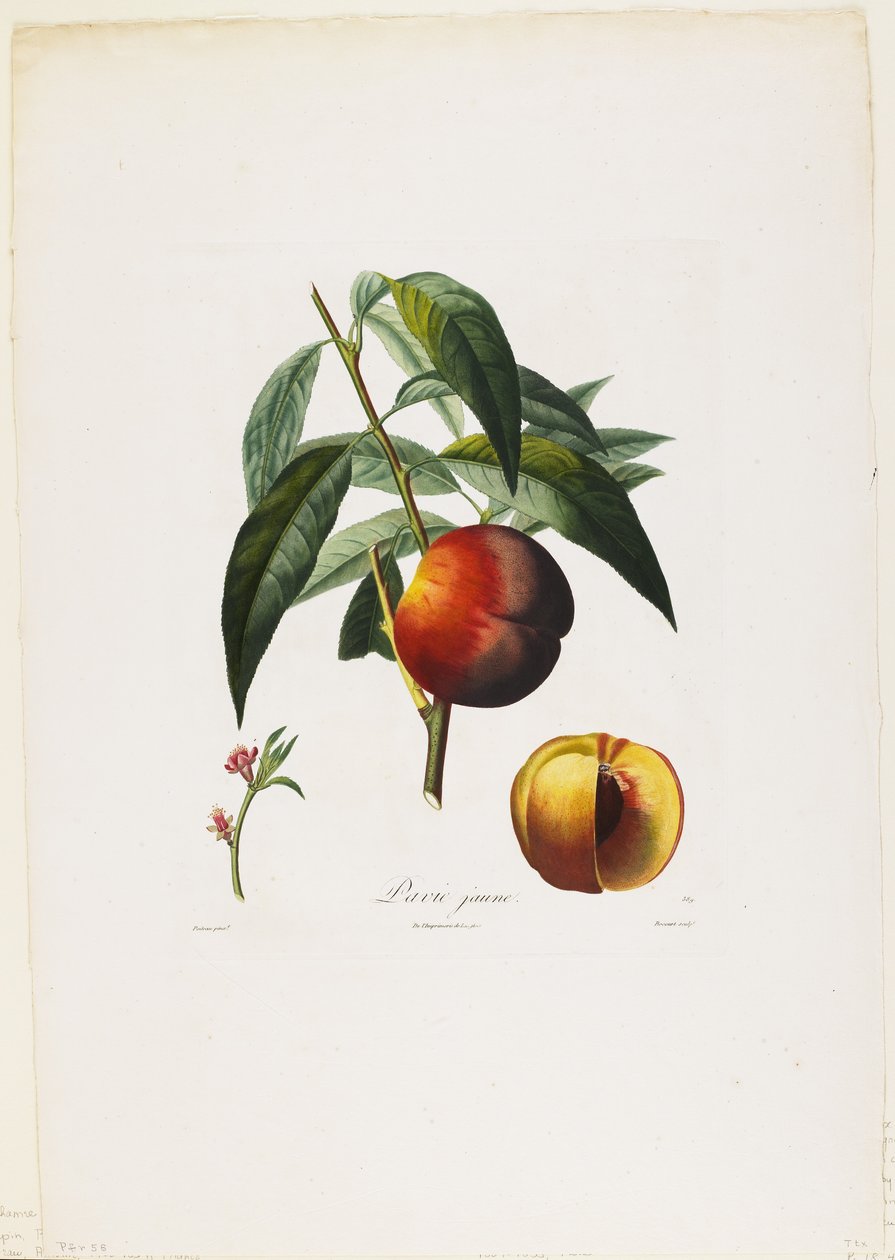 Żółta pawia. (Brzoskwinie), z Traite des Arbres Fruitiers, 1807-35 (ręcznie barwione punktowe grawerowanie) autorstwa Pierre Antoine Poiteau