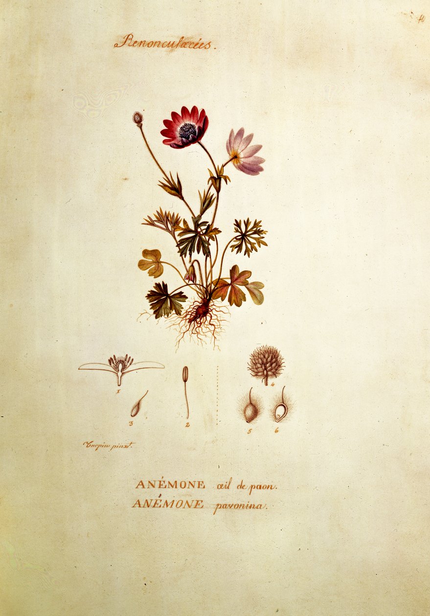 Anemon autorstwa Pierre Jean Francois Turpin