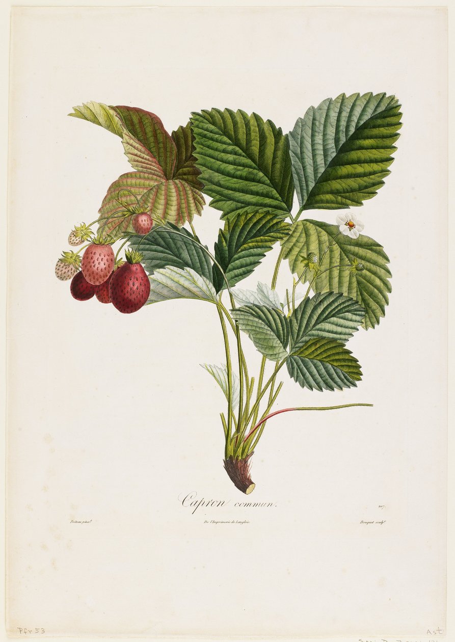 Kapron zwyczajny. (Truskawki), z Traite des Arbres Fruitiers, 1807-35 (ręcznie barwione punktowe grawerowanie) autorstwa Pierre Jean Francois Turpin