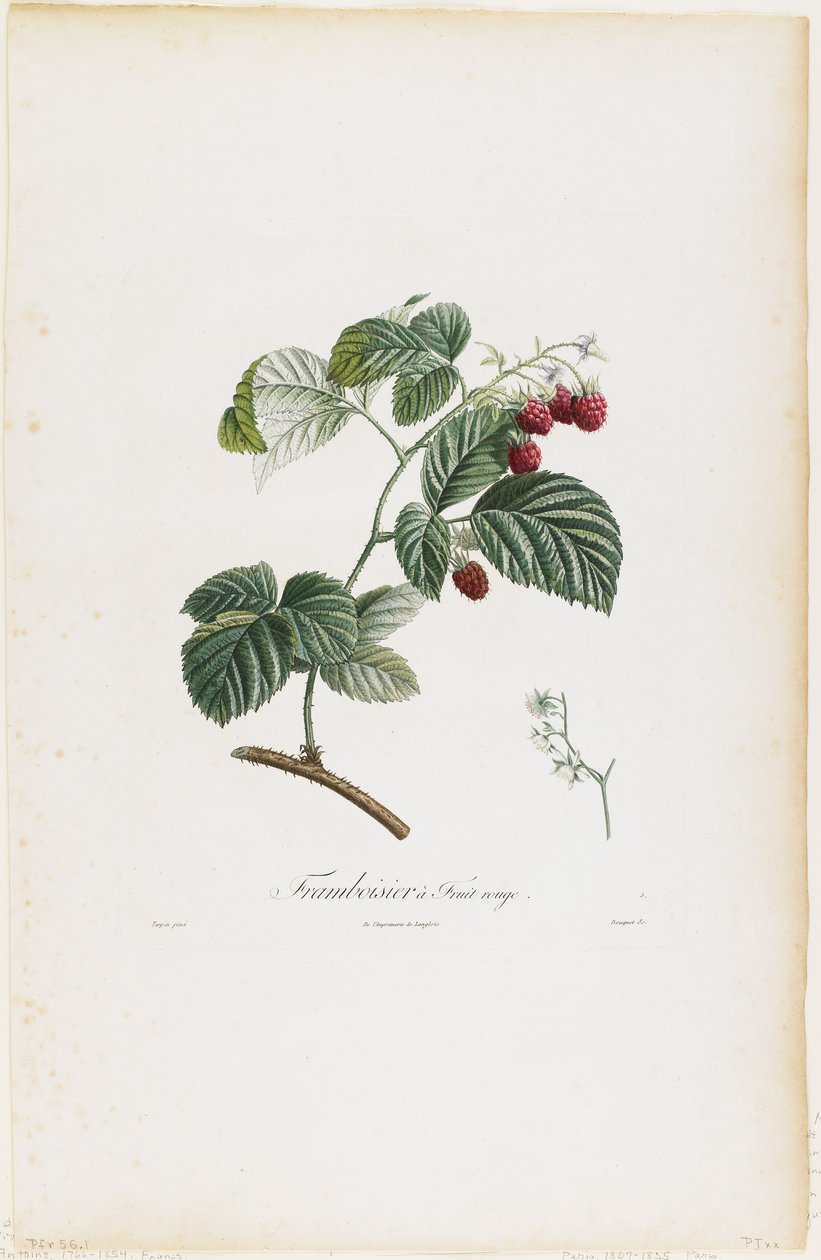 Framboisier a Fruit rouge (Maliny), z Traite des Arbres Fruitiers, 1807-35 (rycina ręcznie kolorowana) autorstwa Pierre Jean Francois Turpin