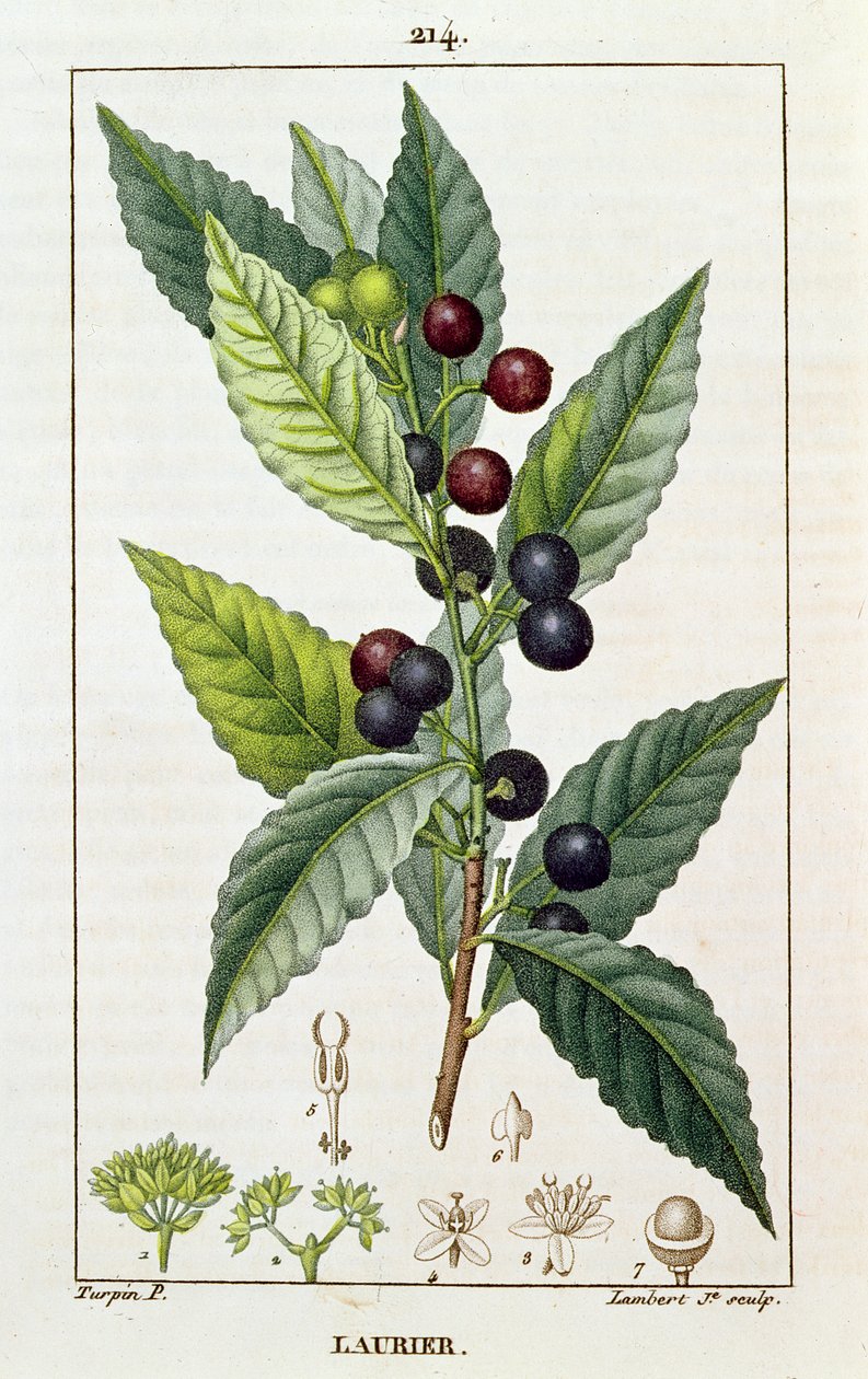 Laur, talerz botaniczny, ok.1810 autorstwa Pierre Jean Francois Turpin
