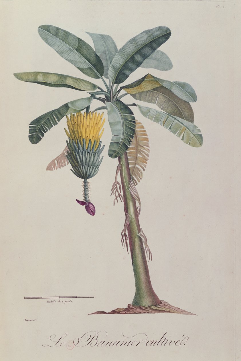 Drzewo bananowe z „Flore des Antilles” François Richard de Tussac, 1808 autorstwa Pierre Jean Francois Turpin