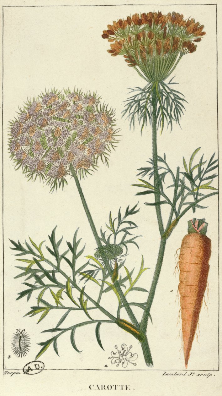 Marchewka, grawerowana przez Lamberta autorstwa Pierre Jean Francois Turpin