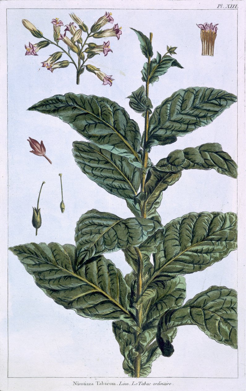 Roślina tytoniu, płyta 7, z „Collection Precieuse et Enluminee”, tom III (kolorowe grawerowanie) autorstwa Pierre Joseph Buchoz